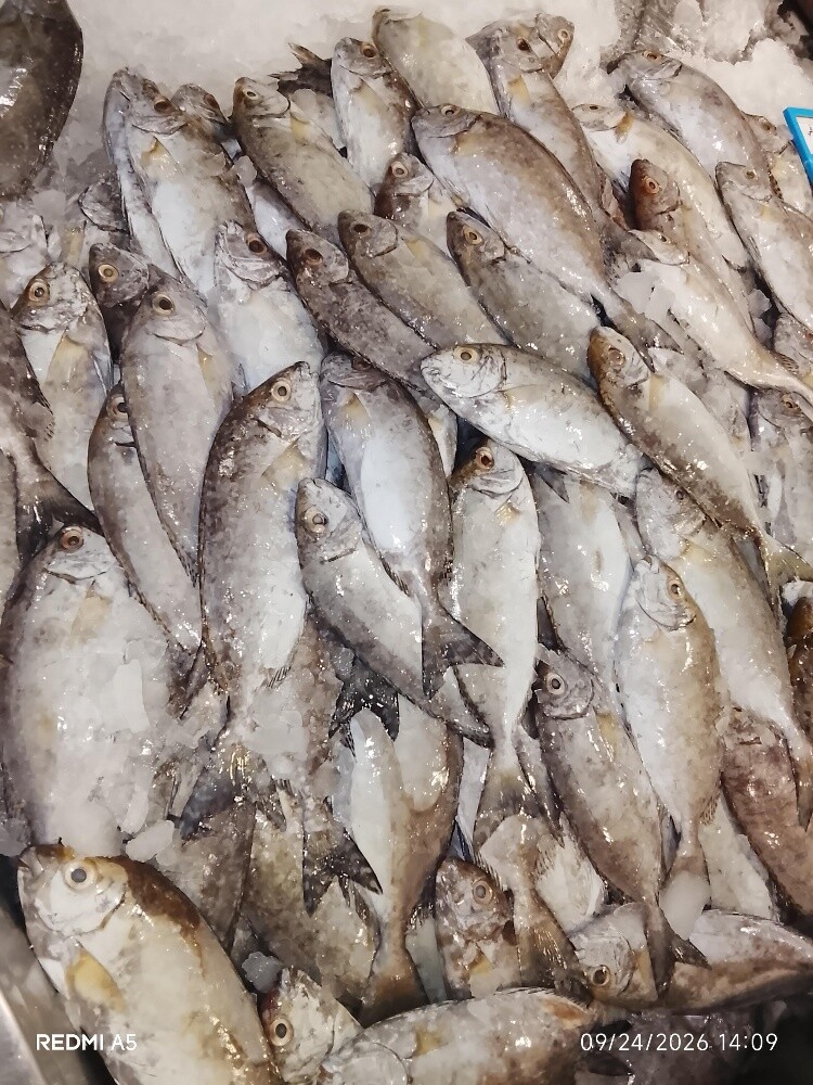 fish sale - 4