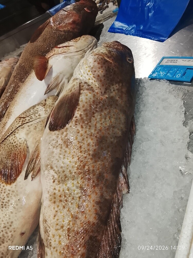 fish sale - 2