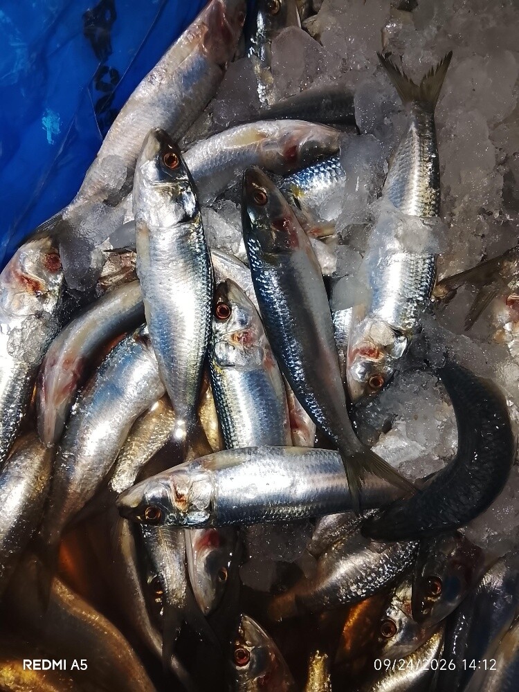 fish sale - 6