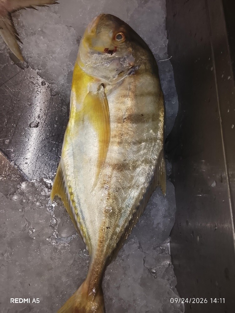 fish sale - 5