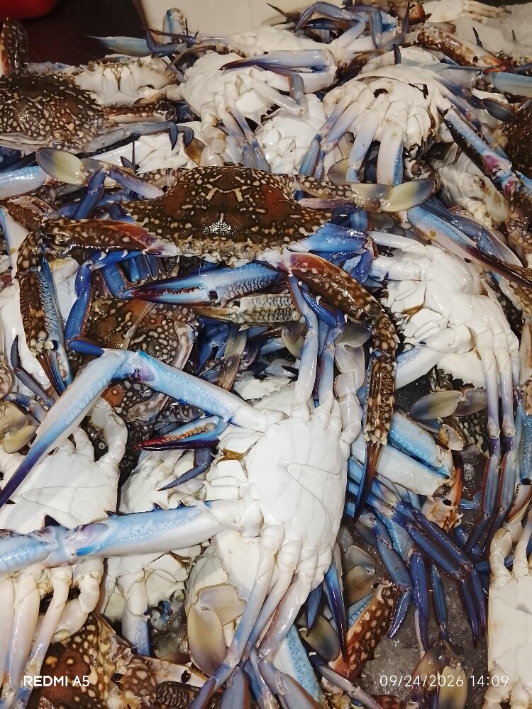fish sale - 3