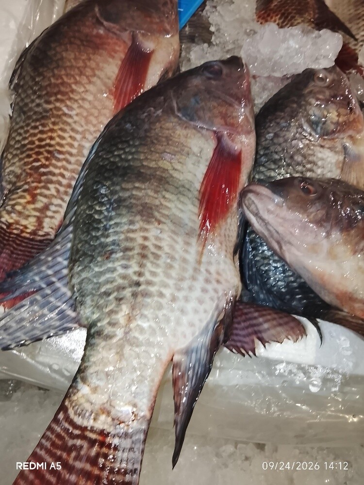 fish sale - 7