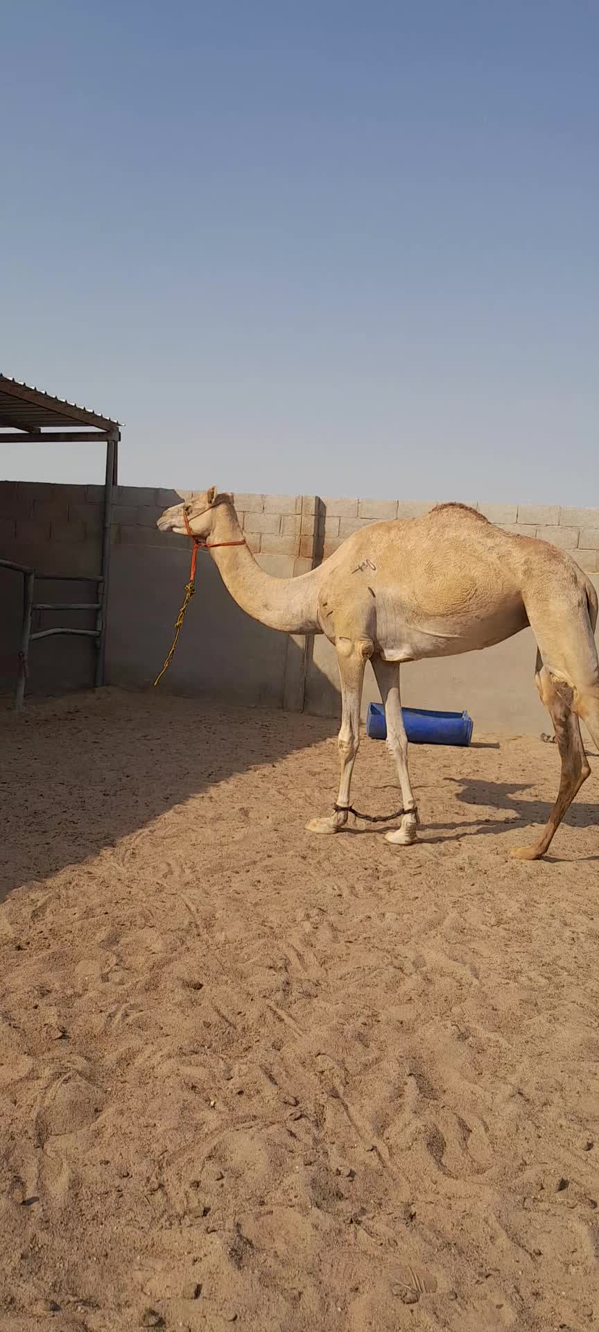 بكرة جدعة - 1