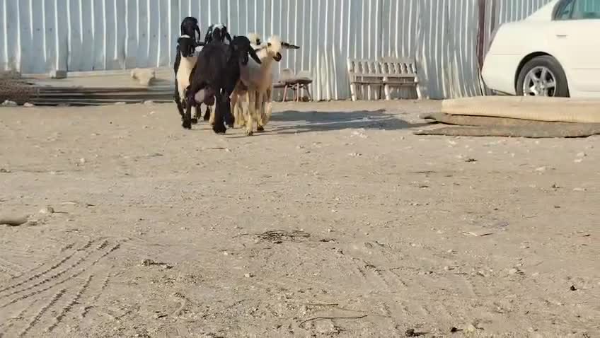 فحوله عيرب بيض وعيرب سود طيبه - 1