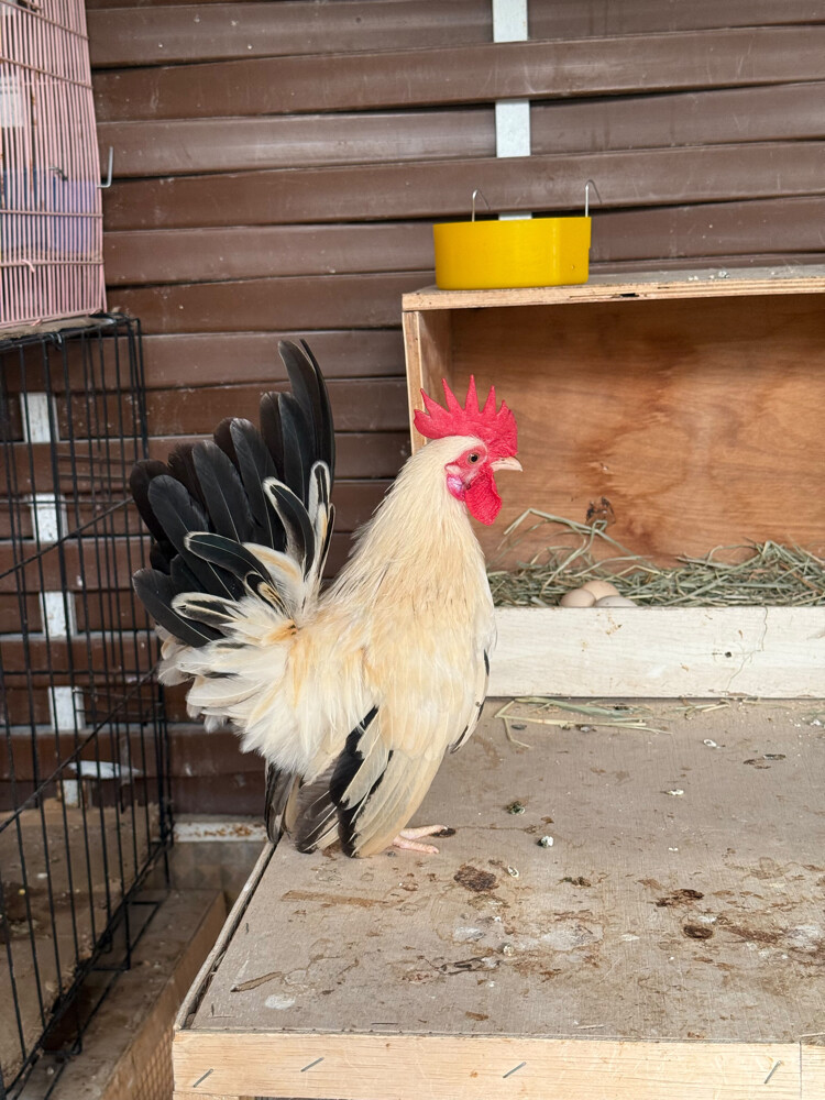 Japanese Rooster for sale - 5