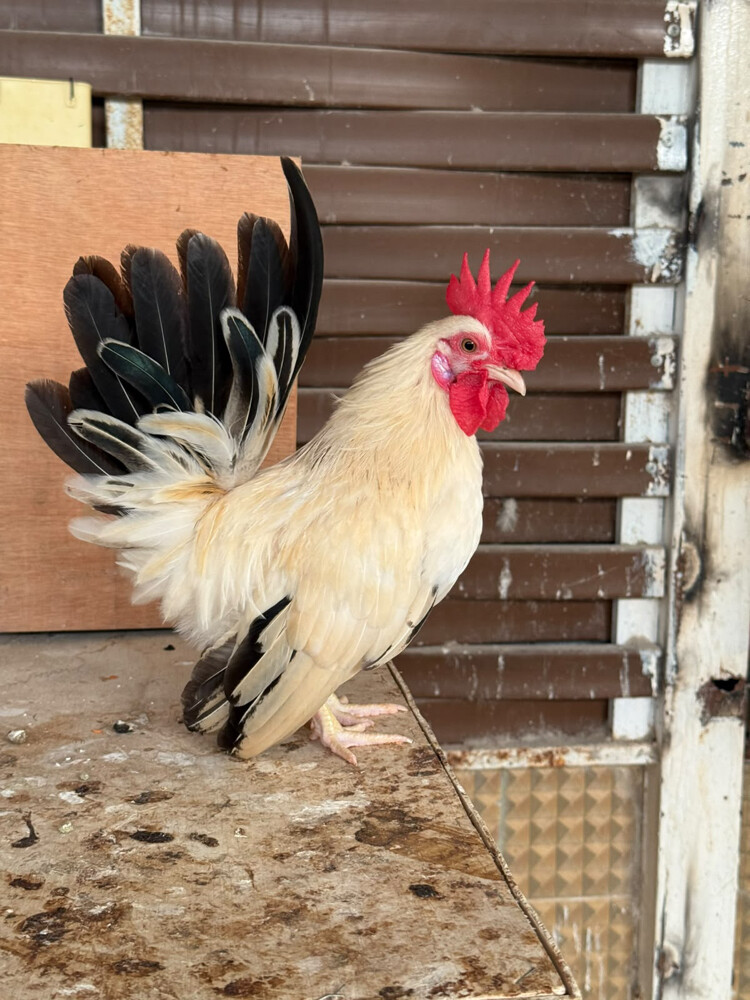 Japanese Rooster for sale - 8