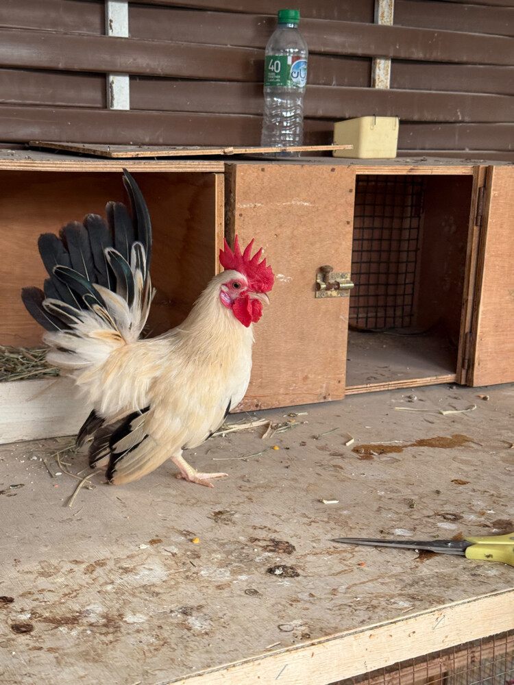 Japanese Rooster for sale - 1