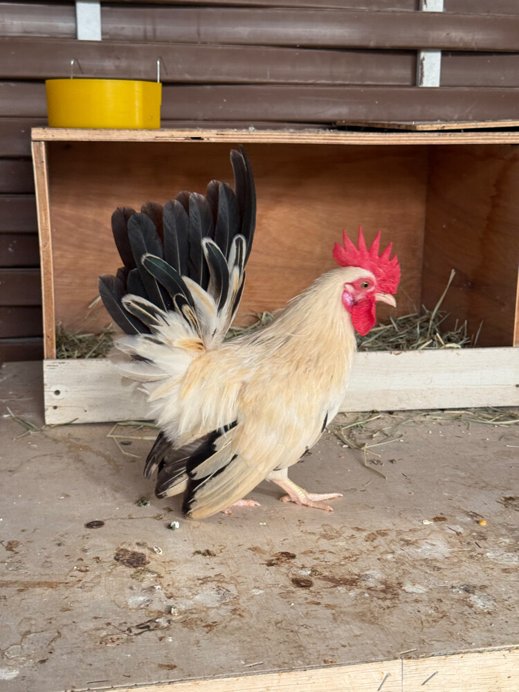 Japanese Rooster for sale - 7