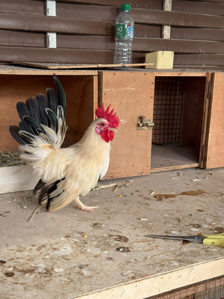 Japanese Rooster for sale - 6