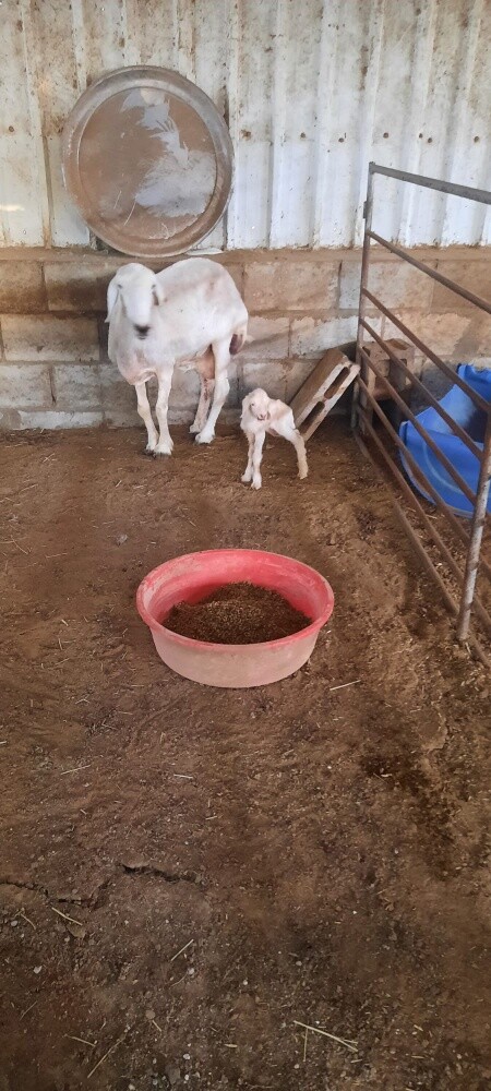 شويهات حبص - 2