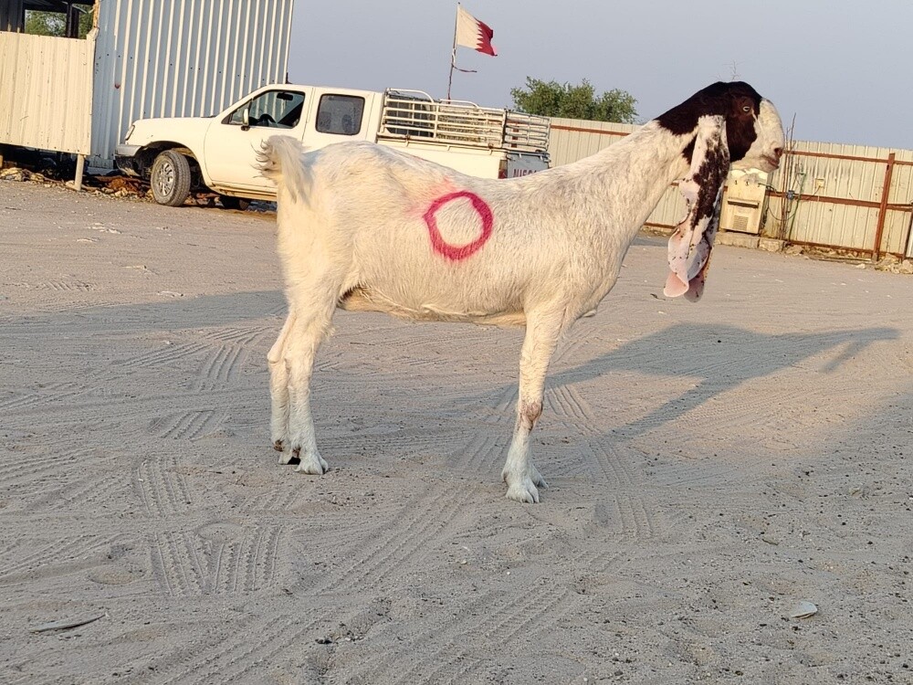 حجازيه دفيع شرط سونار جرم فاخر - 1