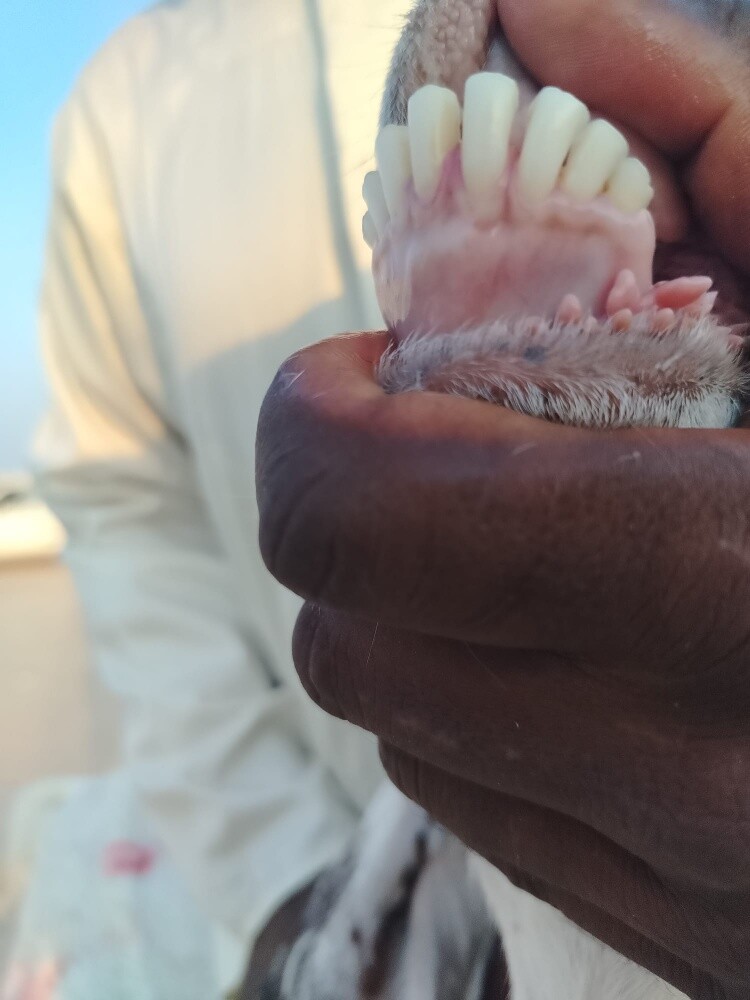 حجازيه دفيع شرط سونار جرم فاخر - 3