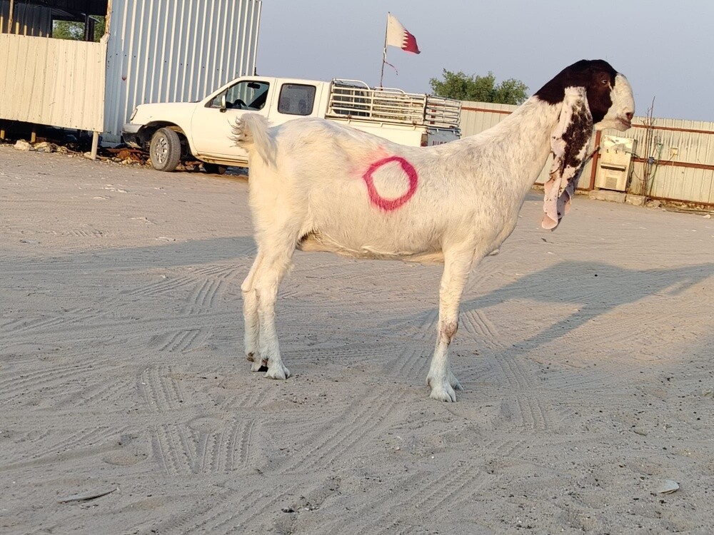 حجازيه دفيع شرط سونار جرم فاخر - 2