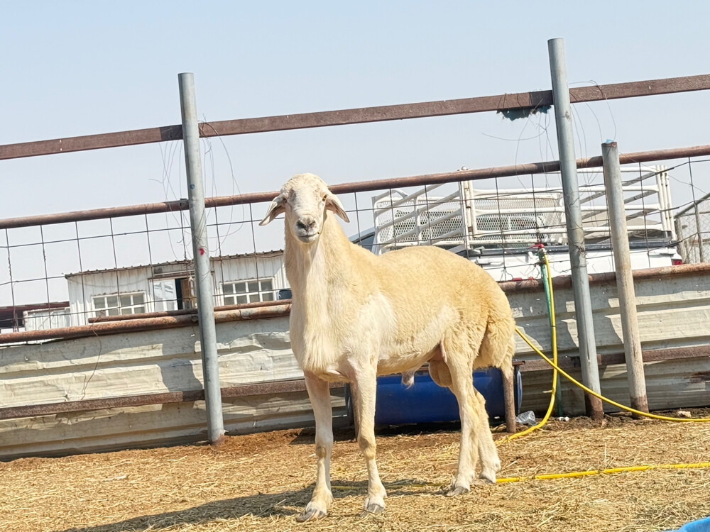 فحل حري حبص فاخر - 1