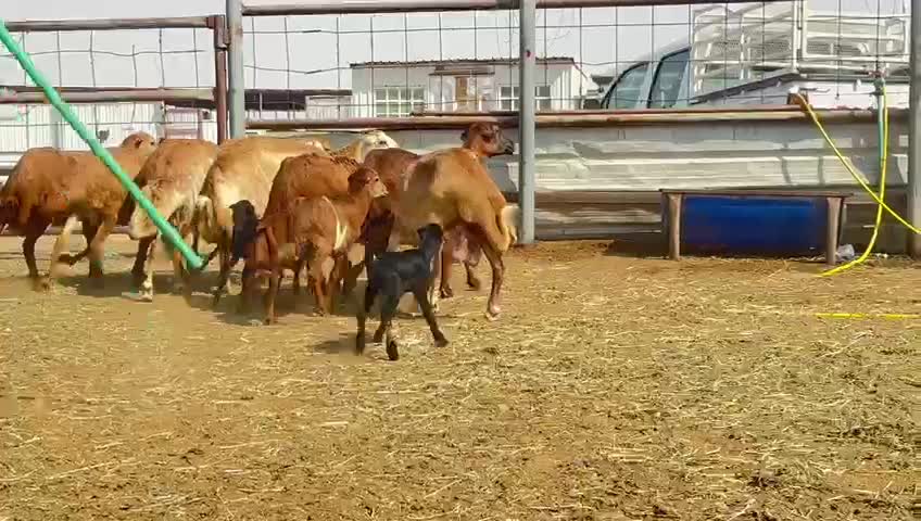 شويهات طمطم وليد ودفيع - 1