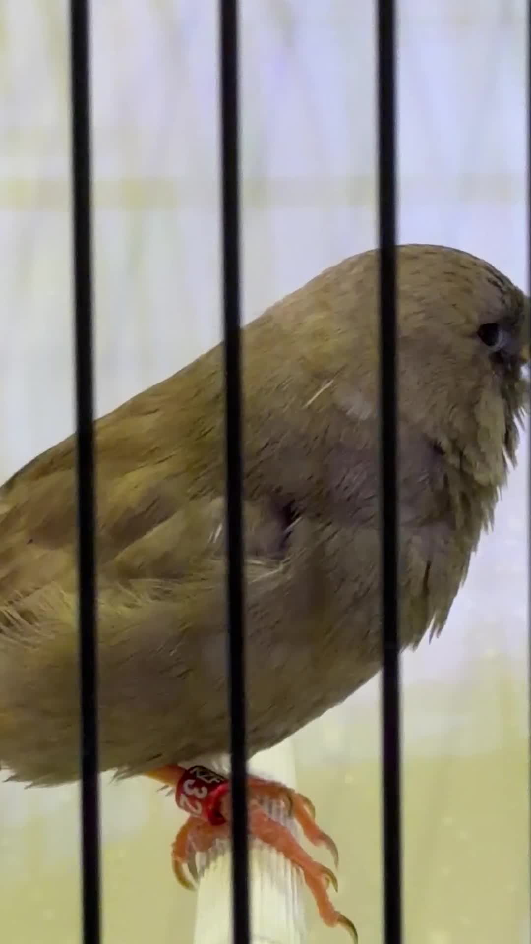XL Jumbo size English zebra finch  - 10