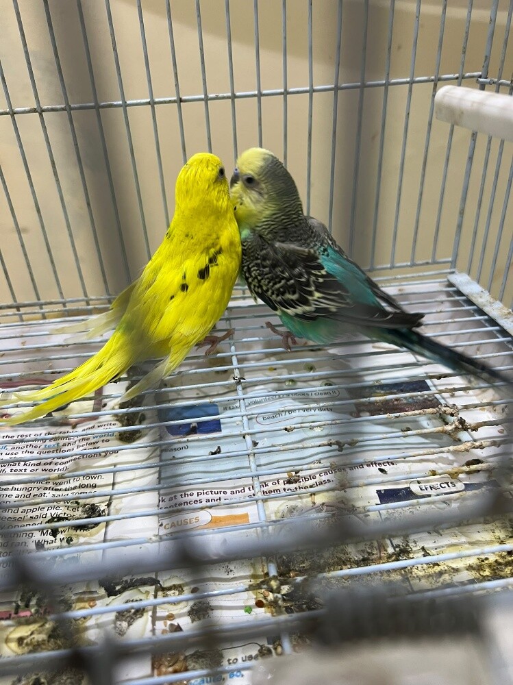 A pair of ready-to-breed budgies. - 2