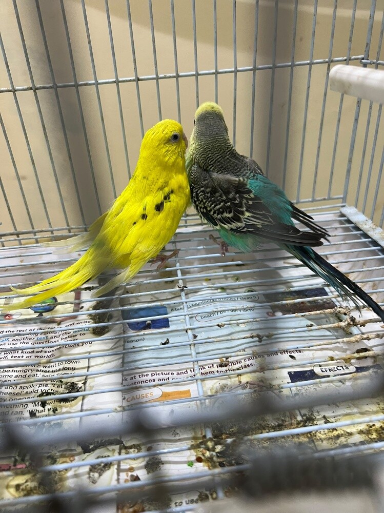 A pair of ready-to-breed budgies. - 3