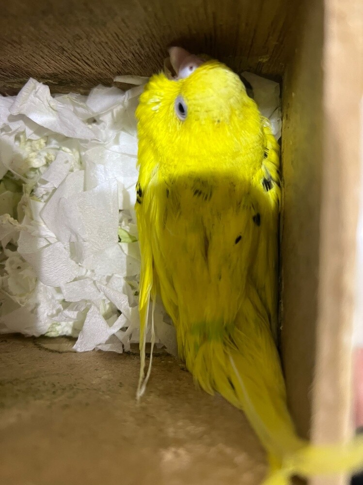 A pair of ready-to-breed budgies. - 4