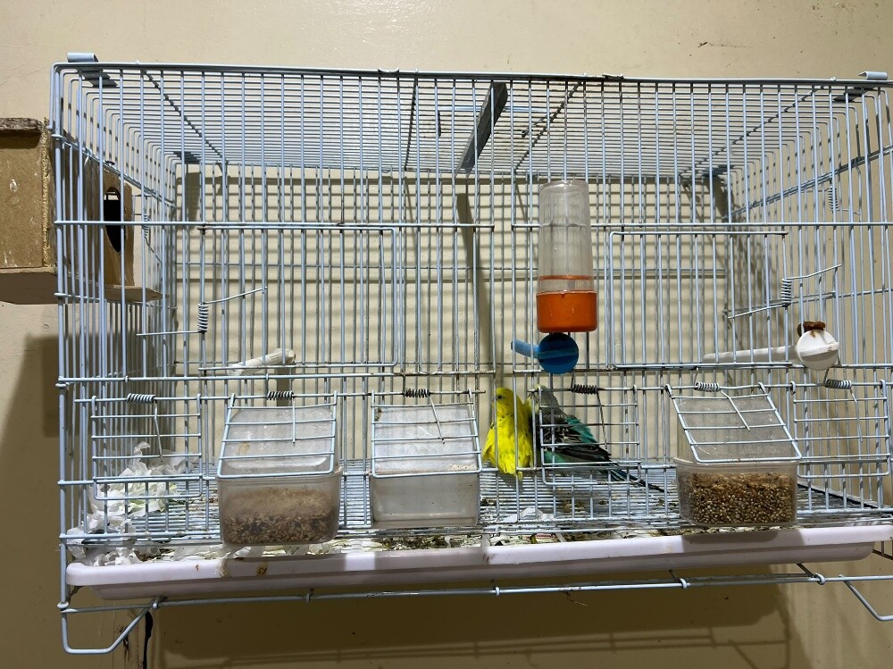 A pair of ready-to-breed budgies. - 1