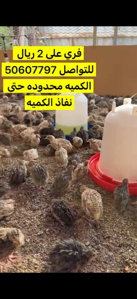 فري - سمان - 2