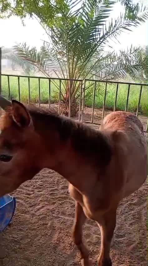 مهر - 1