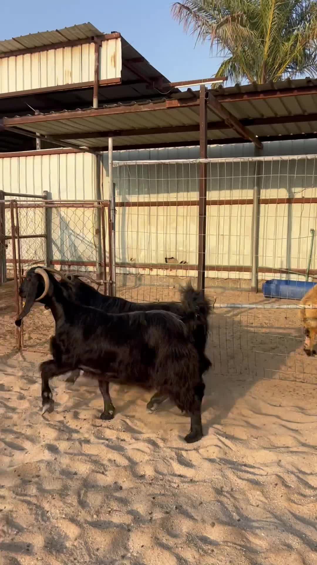 معزا قبرصيه دفيع طيبه - 1