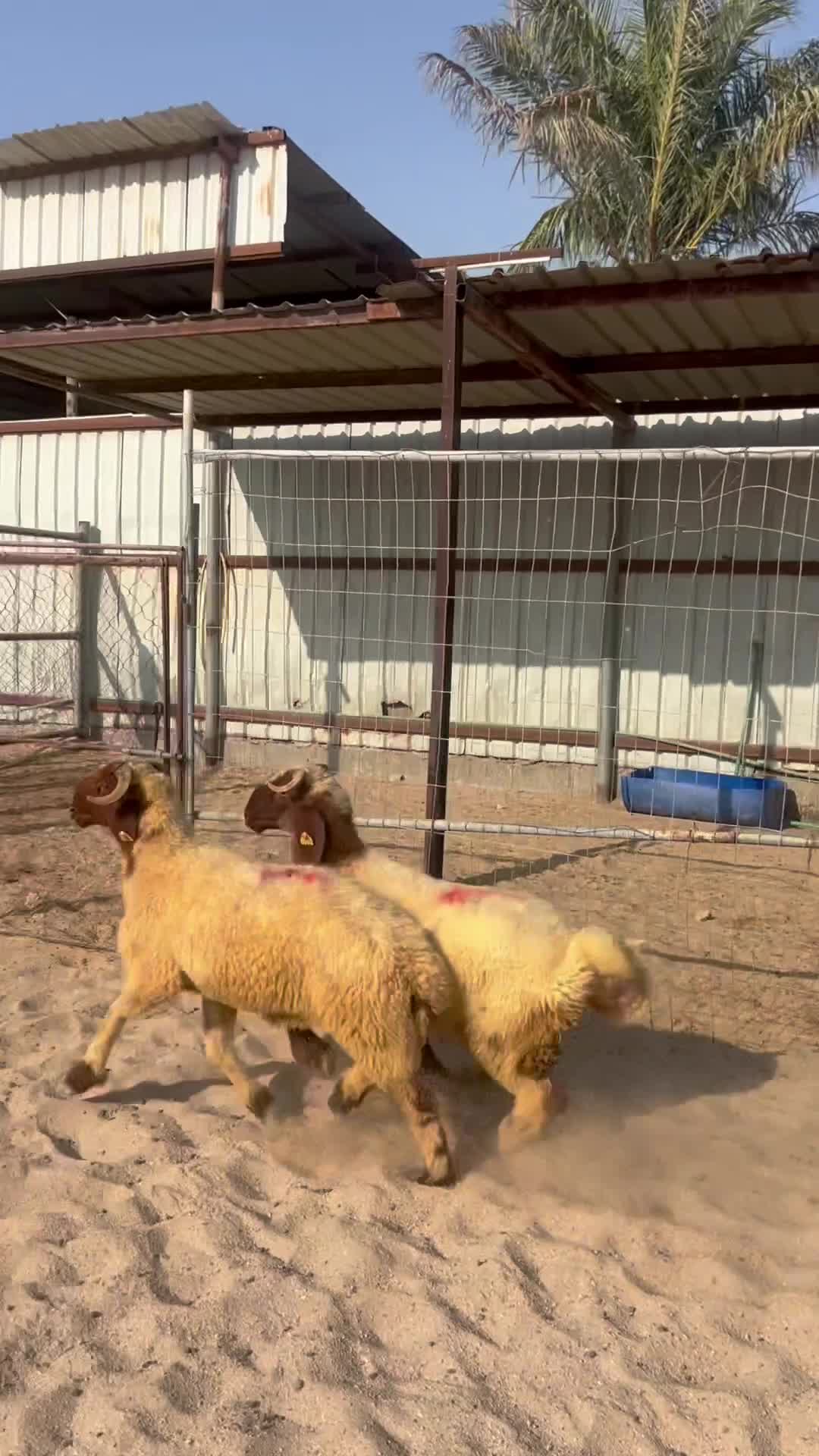 جذعان فل الفل - 1