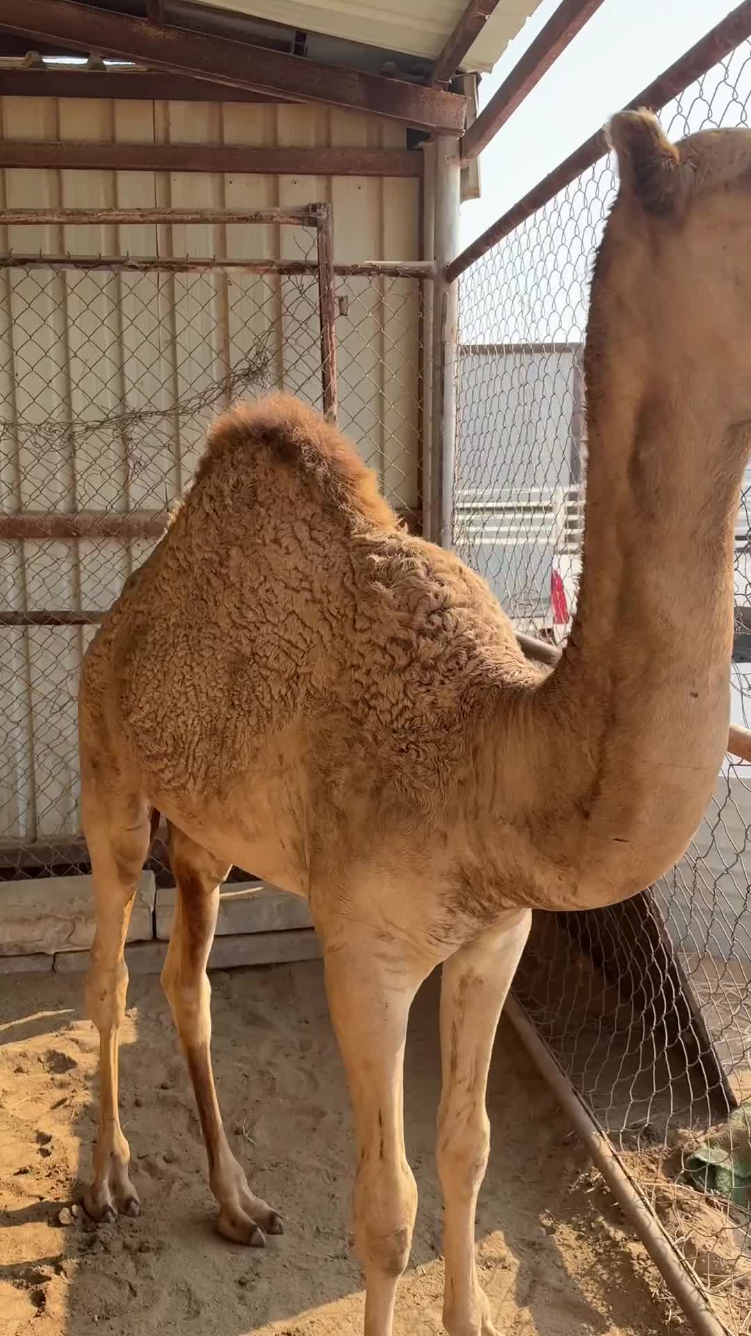 للبيع مفرود من تحت امه  - 4