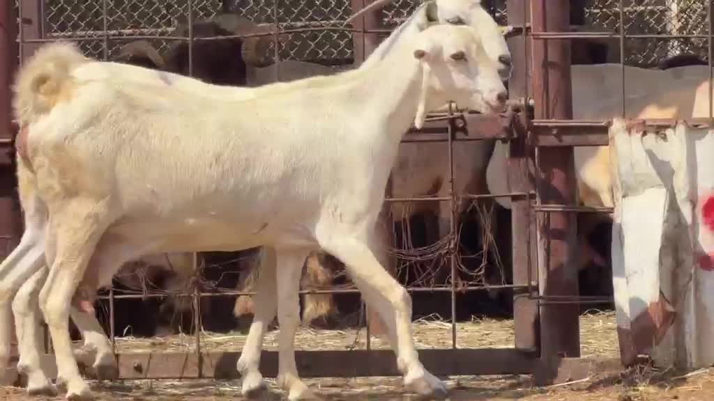 للبيع معزه سويسريات امهات الحليب - 3