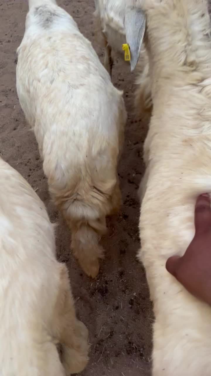 حريات فل الفل - 1