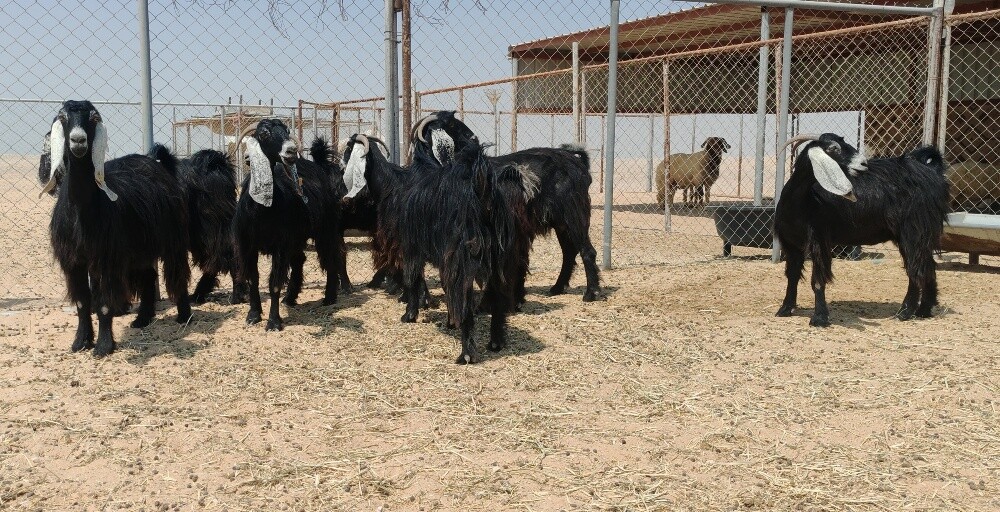 للبيع معزه عوارض طيبه دفيع شرط - 4