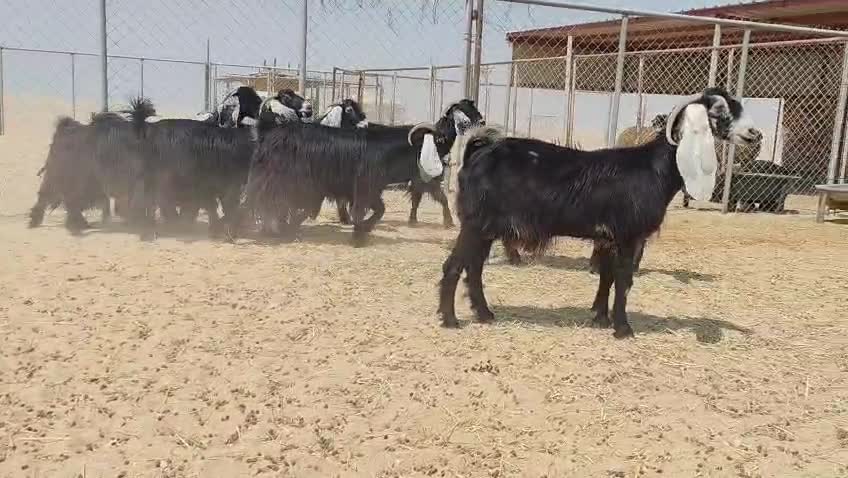 للبيع معزه عوارض طيبه دفيع شرط - 6