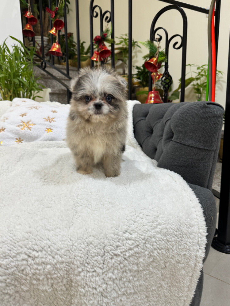 clean healthy rare pomeranian girl - 3
