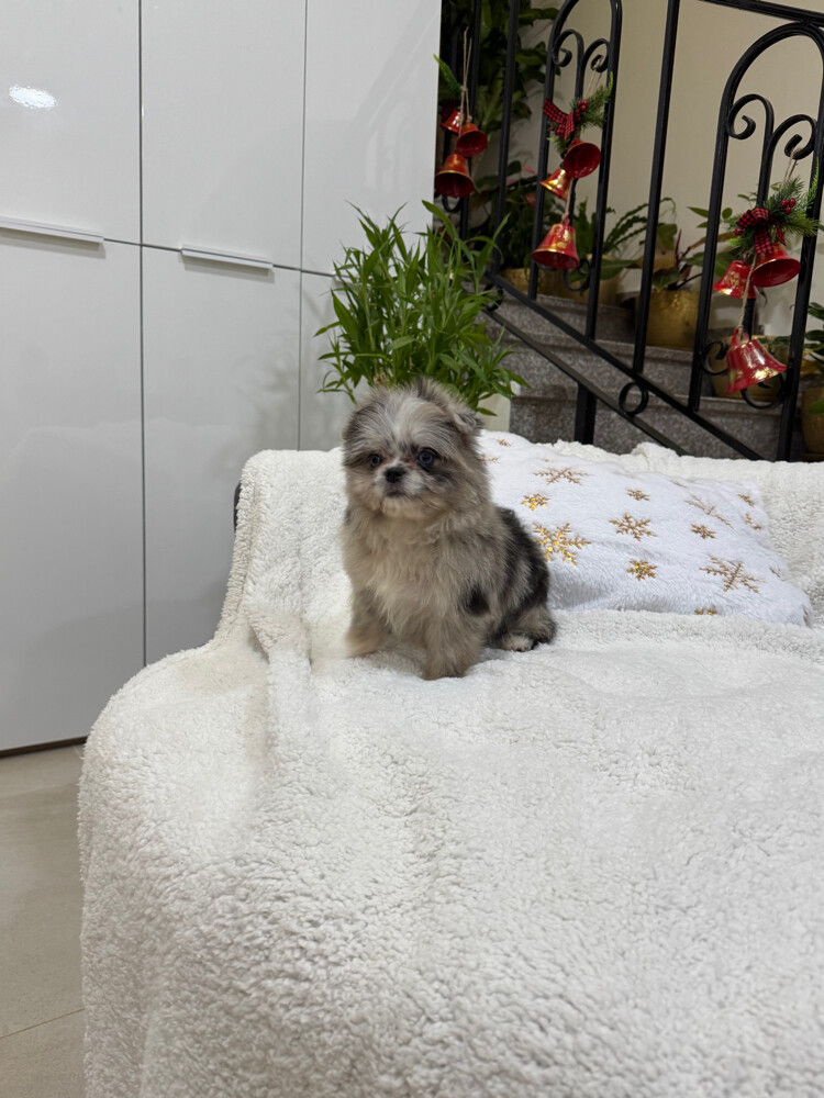 clean healthy rare pomeranian girl - 2
