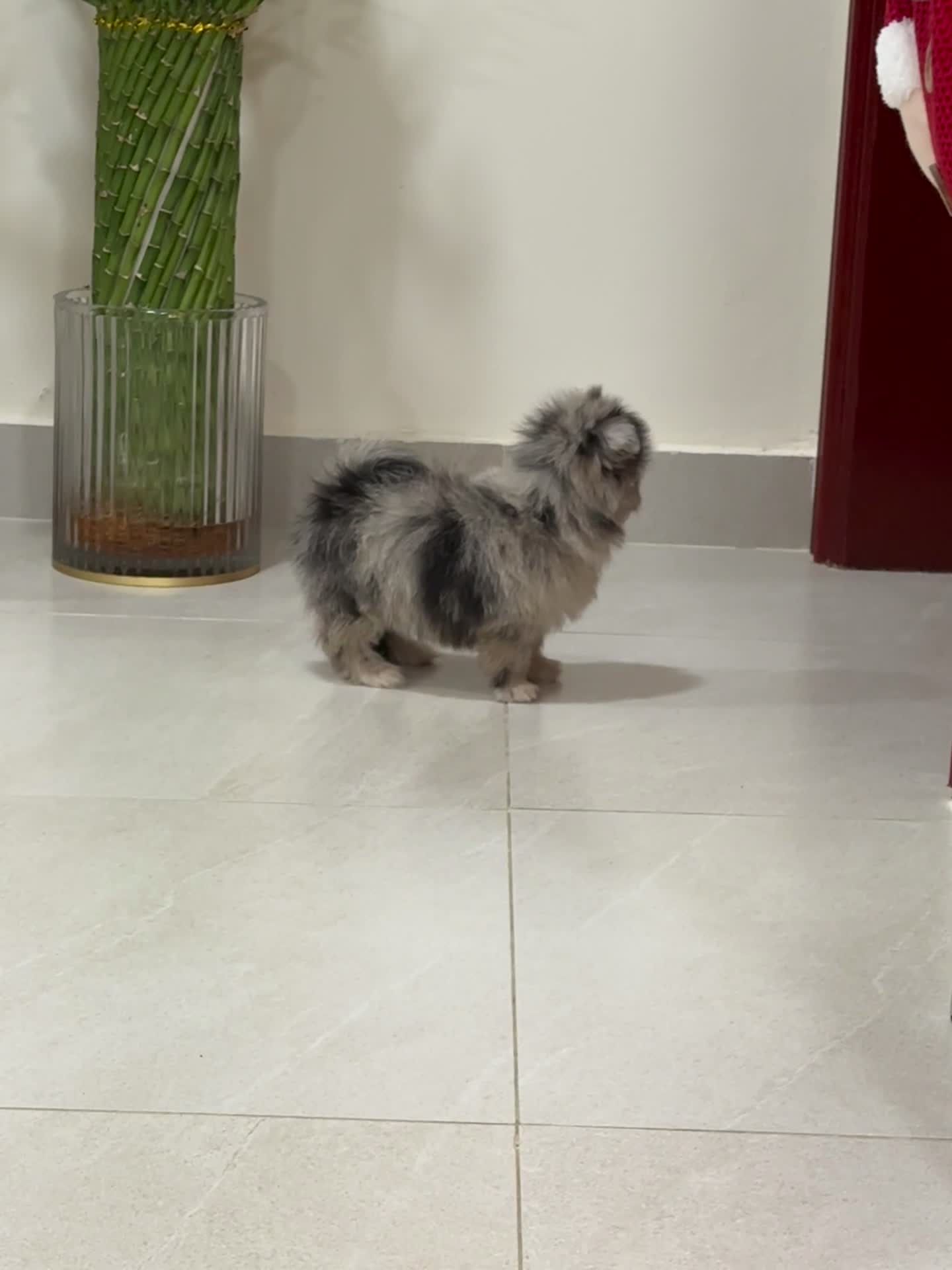 clean healthy rare pomeranian girl - 4