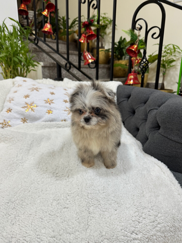 clean healthy rare pomeranian girl - 1