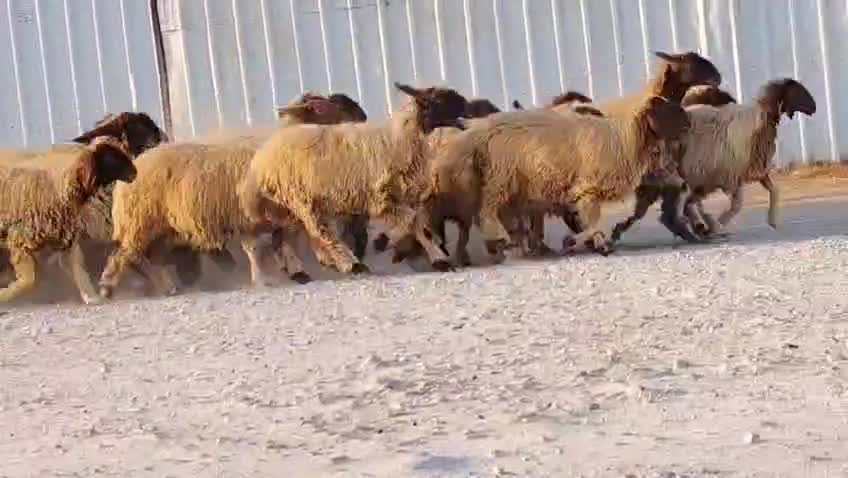 للبيع رخال سورية طيبه - 1