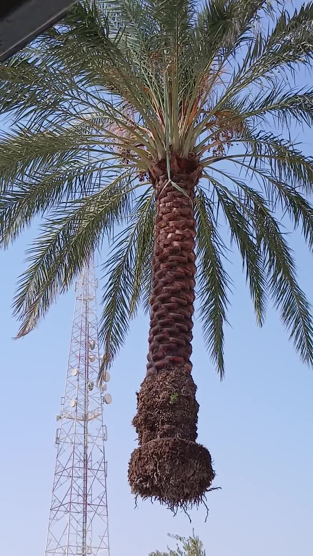 النقل للنخيل وكافه متعلاقاته - 1