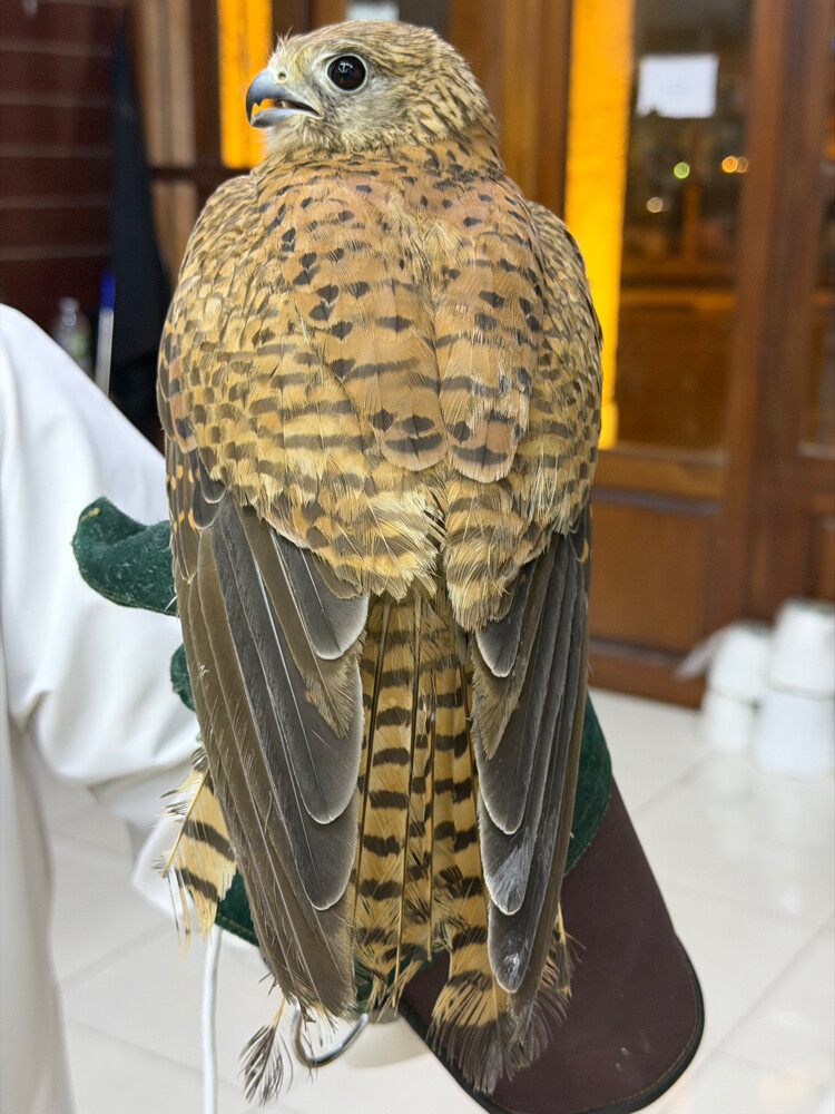 شرايس - 2