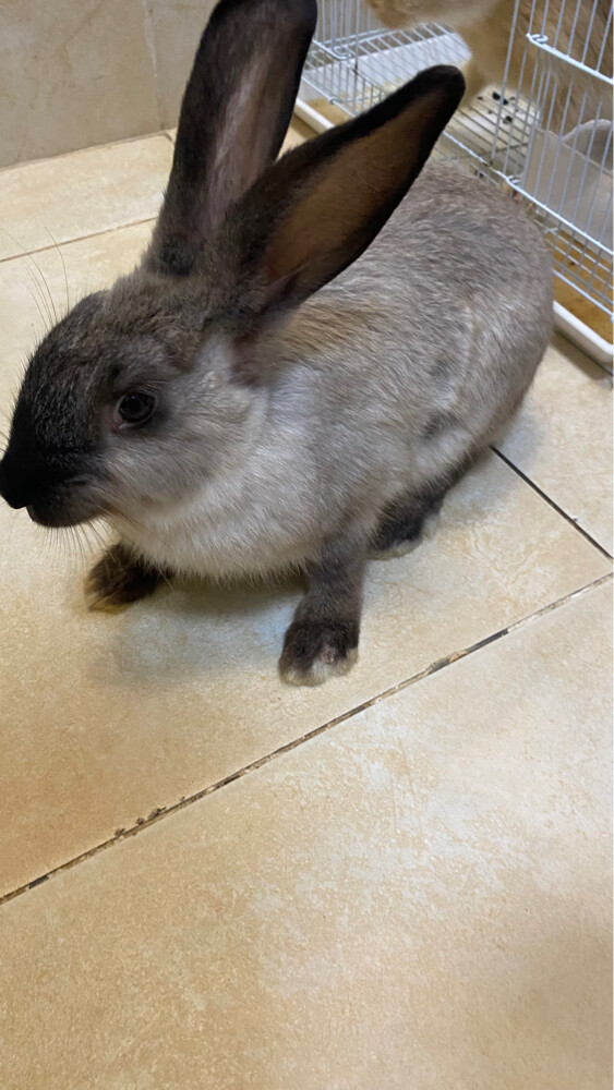 bunnies for sale - 1