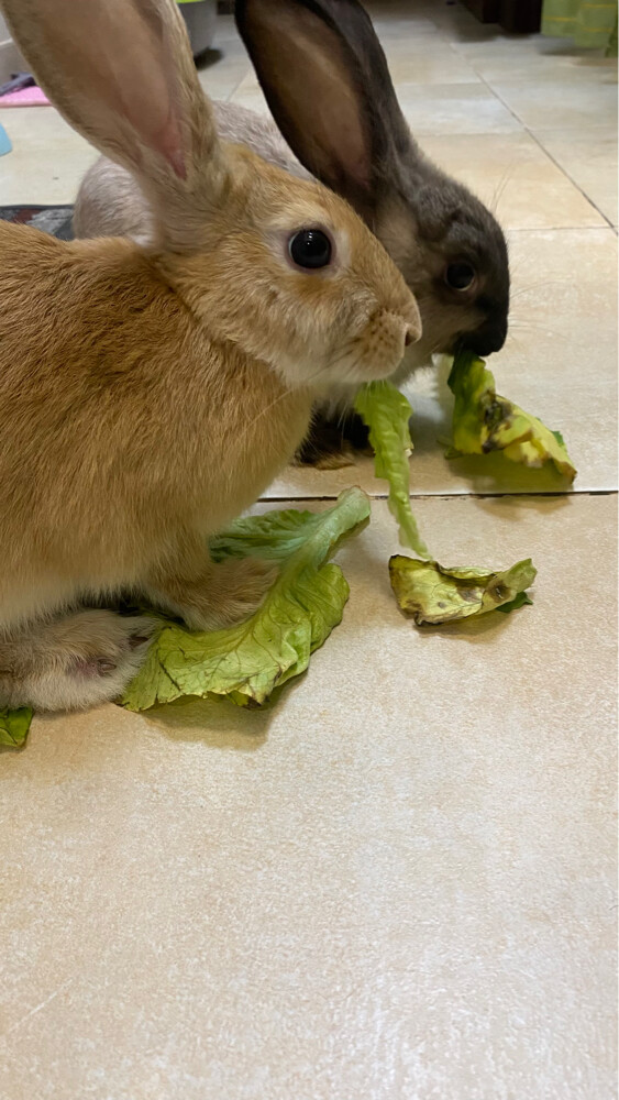 bunnies for sale - 2