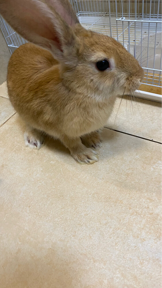bunnies for sale - 4