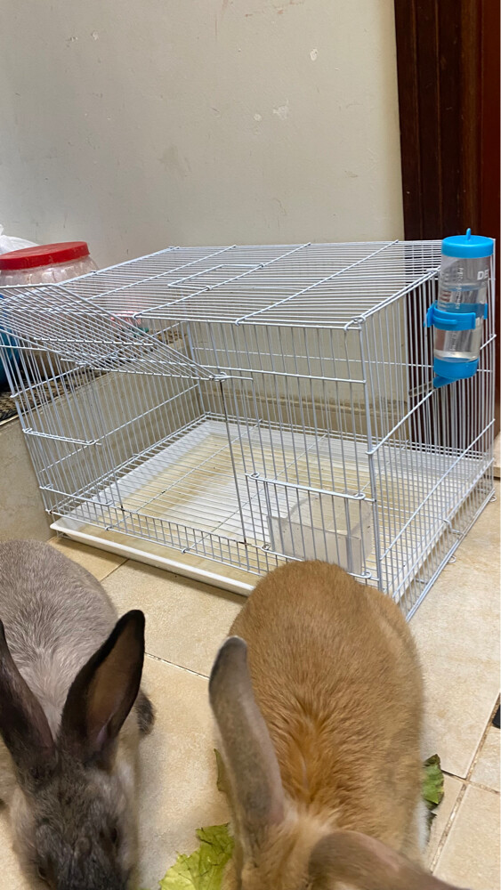 bunnies for sale - 3
