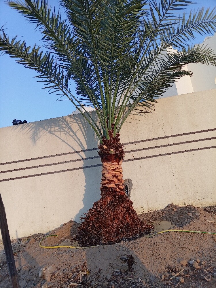 العنايه بالنخيل - 1
