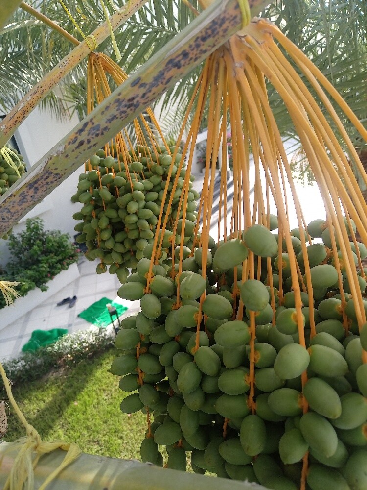 العنايه بالنخيل - 2