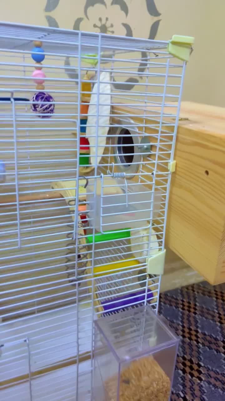 2 pair new cage ready breeding bird - 1