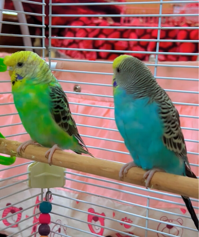 2 pair new cage ready breeding bird - 2