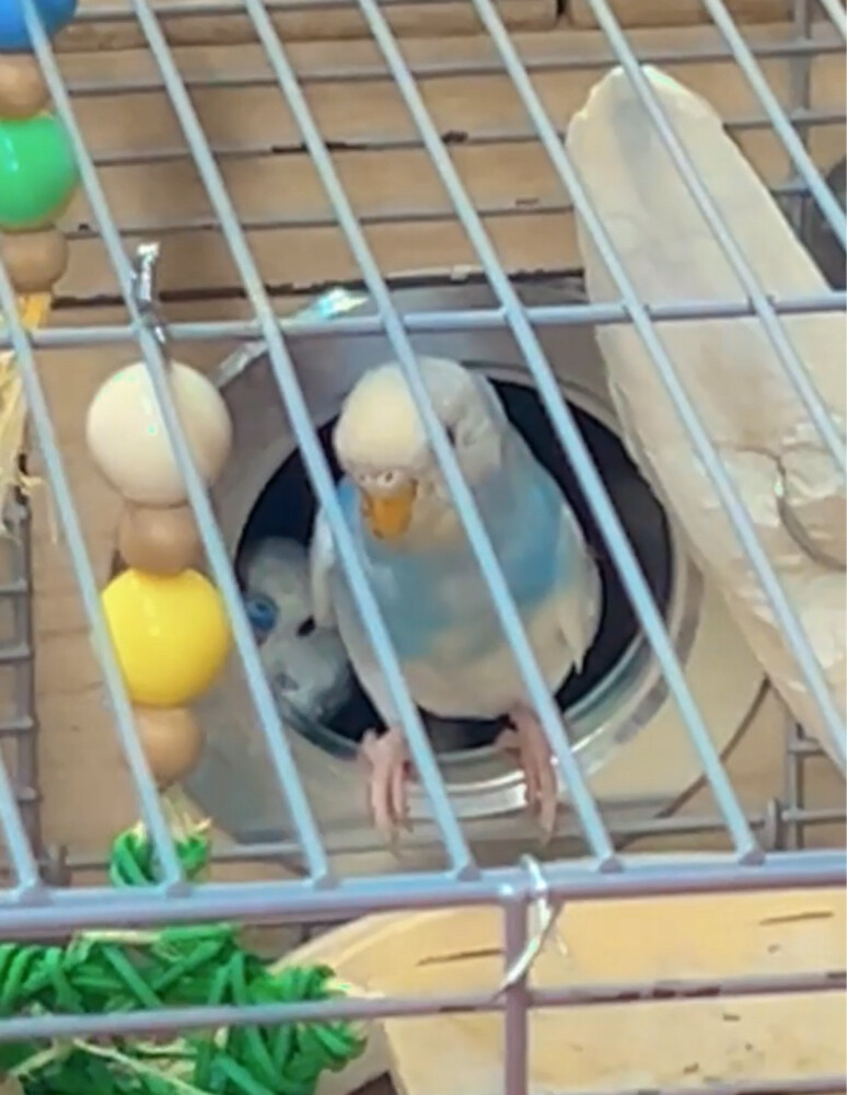 2 pair new cage ready breeding bird - 3
