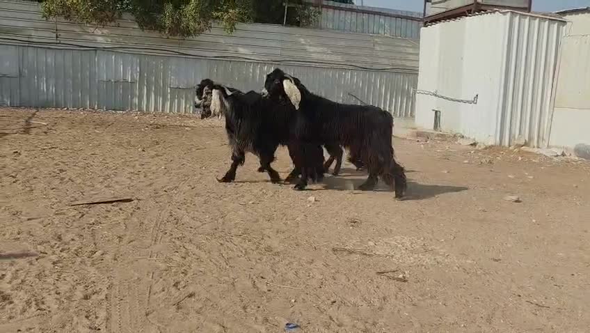 للبيع فحولا عوارض طيبه وشباب - 4